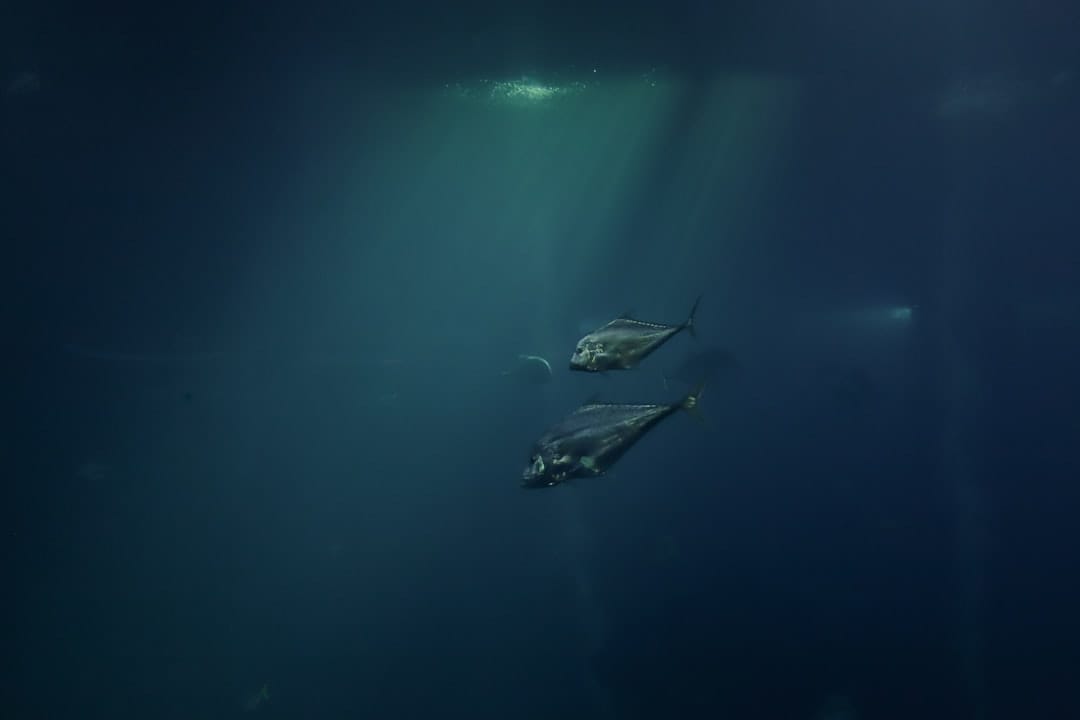 Docker Deep Dive vs Learn Docker in a Month: Best Book for 2026?