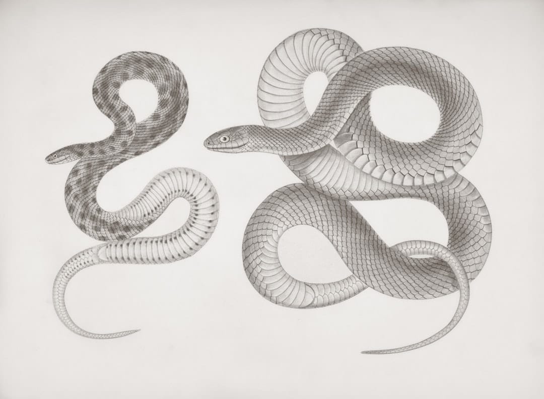 Python vs Its Successors: Evolution or Succession by 2026?