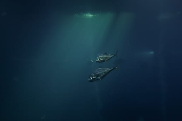 Docker Deep Dive vs Learn Docker in a Month: Best Book for 2026?