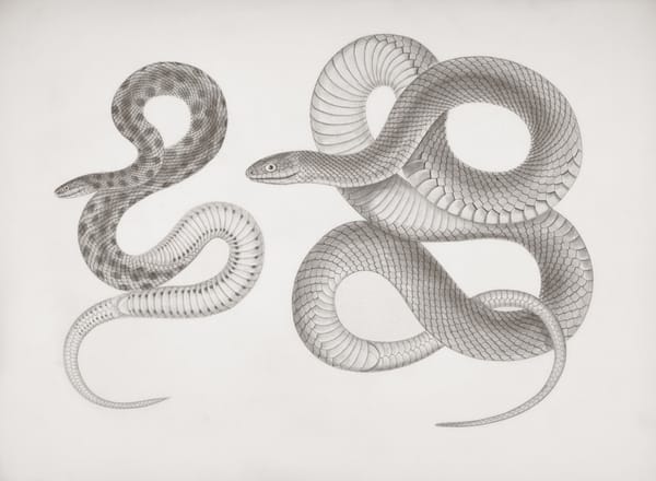 Python vs Its Successors: Evolution or Succession by 2026?