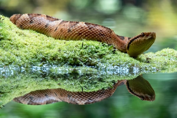 Java vs Python: Which Language is Best for You in 2026?