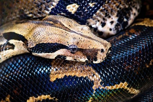 How to Remove Old Python Packages: A Step-by-Step Guide (2026)