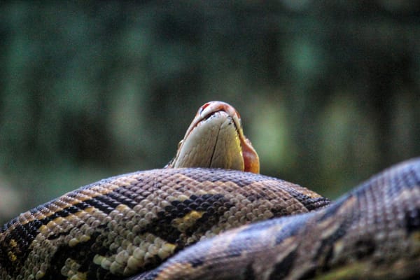 Python Match-Case vs If-Elif-Else: When to Use Each in 2026