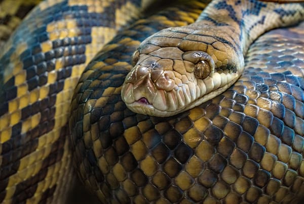 Python GEKKO Splitter: Propagate Mole Fractions Guide (2026)