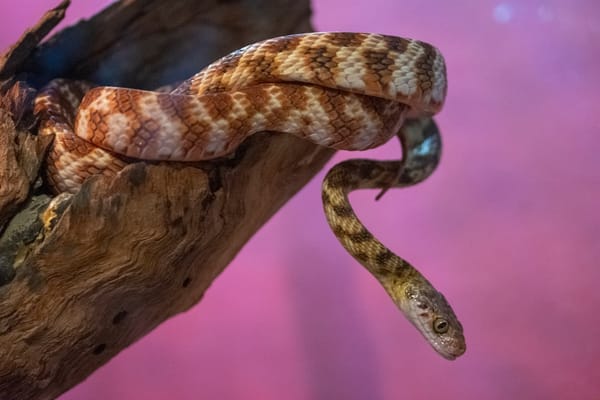 Python Range with Offset: A Step-by-Step Guide for 2026