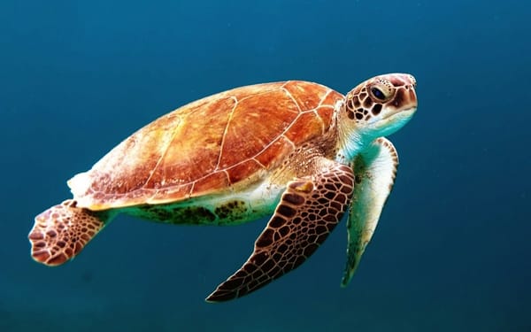 How to Move a Turtle Stamp in Python: A Complete Guide (2026)